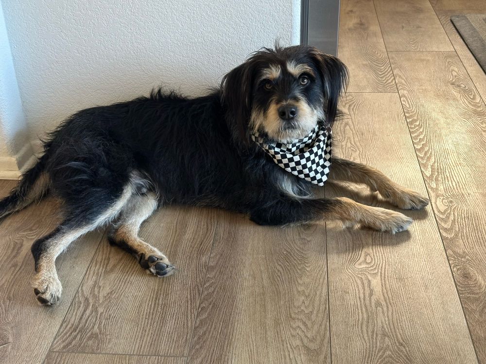 A young, medium-sized terrier mix with a black body and tan accents (especially eyebrows) is wearing a black and white checkered bandana while laying on the ground. He is looking inquisitively at the photographer. 