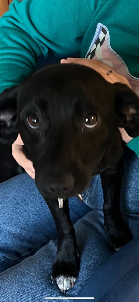 A small chihuahua mix puppy looks up at the camera with a 🥺expression. She is black with white tipped paws. 