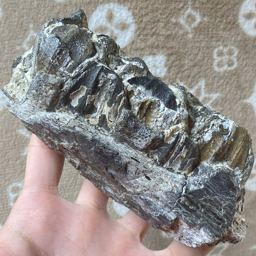 ニジェール産 オウラノサウルスの歯の化石 恐竜　イグアノドン科 オウラノサウルス・ニジェリエンシス