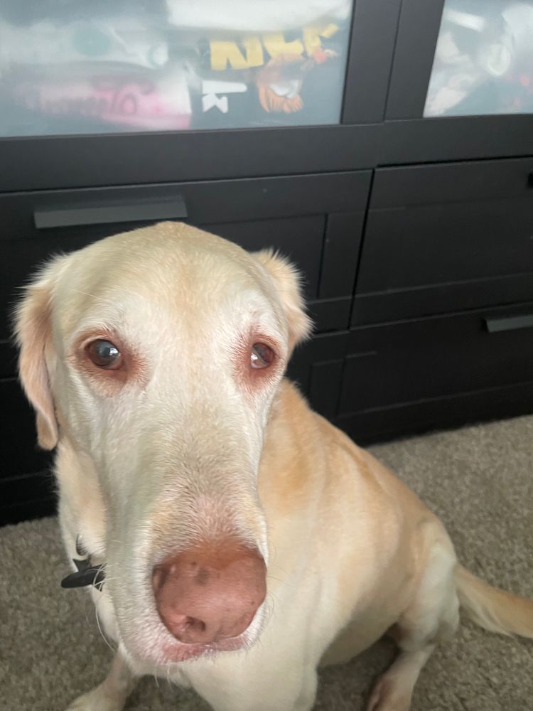 A picture of a yellow Labrador retriever. He has a pink nose and pink around his eyes and is sitting on a carpeted floor. His left eye is partially covered by his swollen third eyelid. He is looking at the camera with a slightly pouty face. 