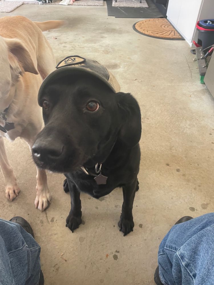 A black lab dog sitting on a concrete floor. She has a baseball cap balanced on her head to look like she is wearing it. 