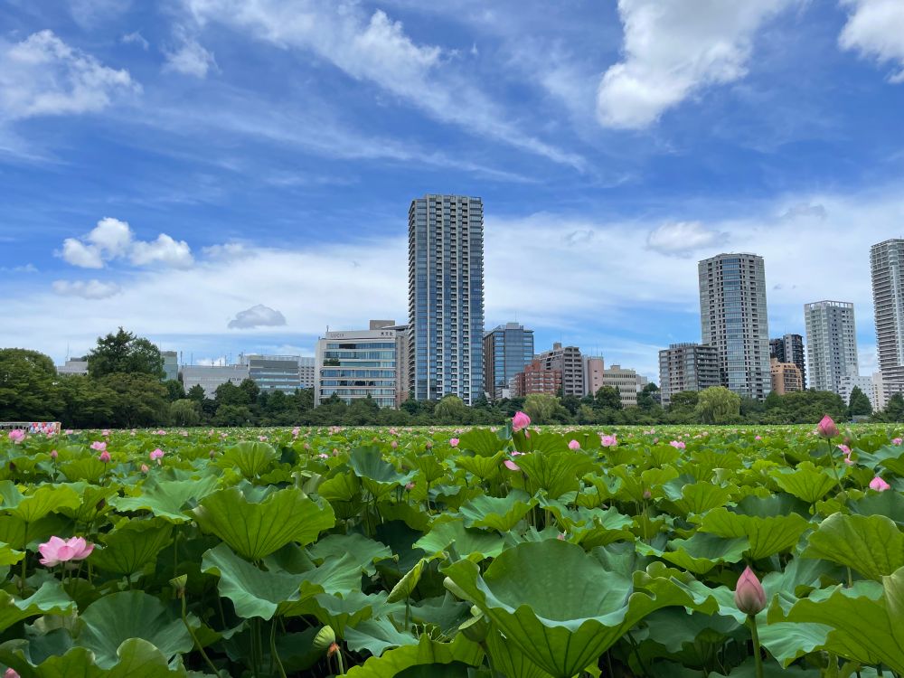 不忍池の蓮