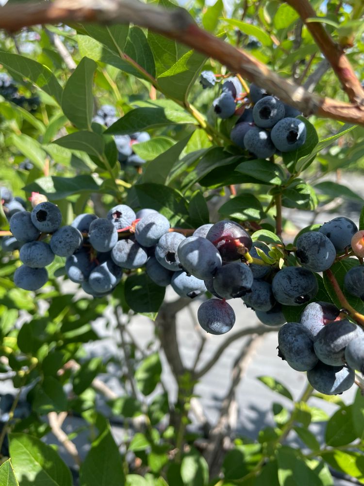 木に実ったブルーベリー