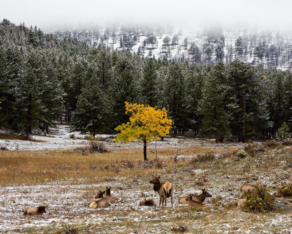 A dusting of snow covers Rocky Mountain National Park with a group of elk chilling out in the foreground.