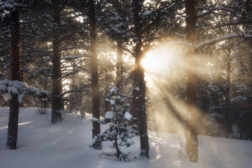 Sunbeams bursting in the forest due to wind blowing snow in Rocky Mountain National Park, Colorado.