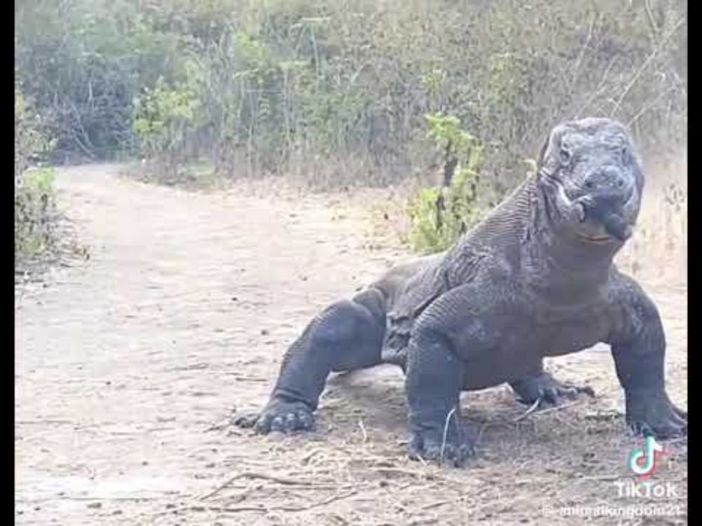 15 February 2024 - Forwarded - A Komodo Dragon eats a baby deer 🦌 (foal).