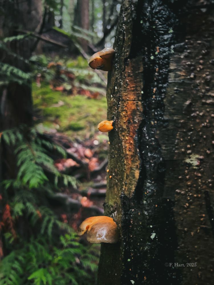 Small orange mushrooms sprout from the side of a damp tree trunk, their glossy caps catching the light. Fallen needles and dark bark make the colors stand out sharply.