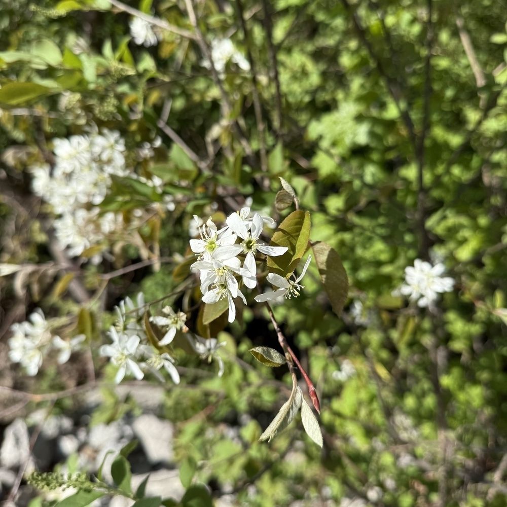 White flowers with multiple petals are blooming among green foliage.