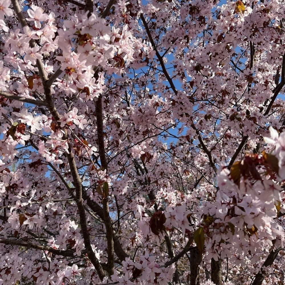 Close up of a lot of Cherry Blossoms.