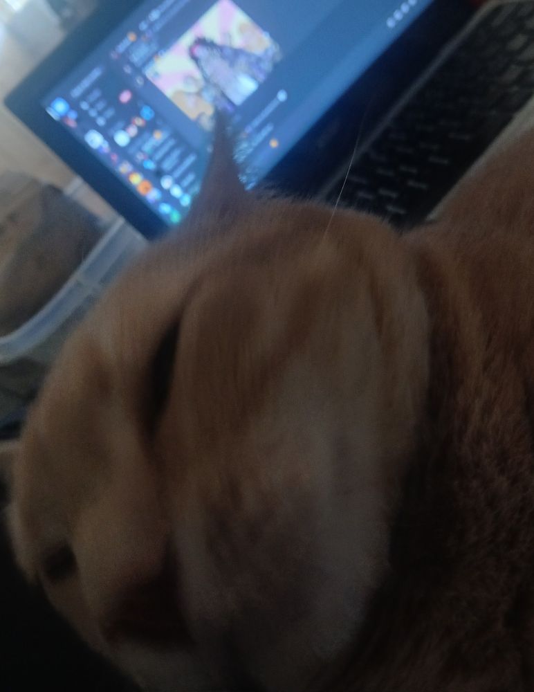 my cat Maddie with Ricardo gif on my computer love u Ricardo mwaah forehead kiss