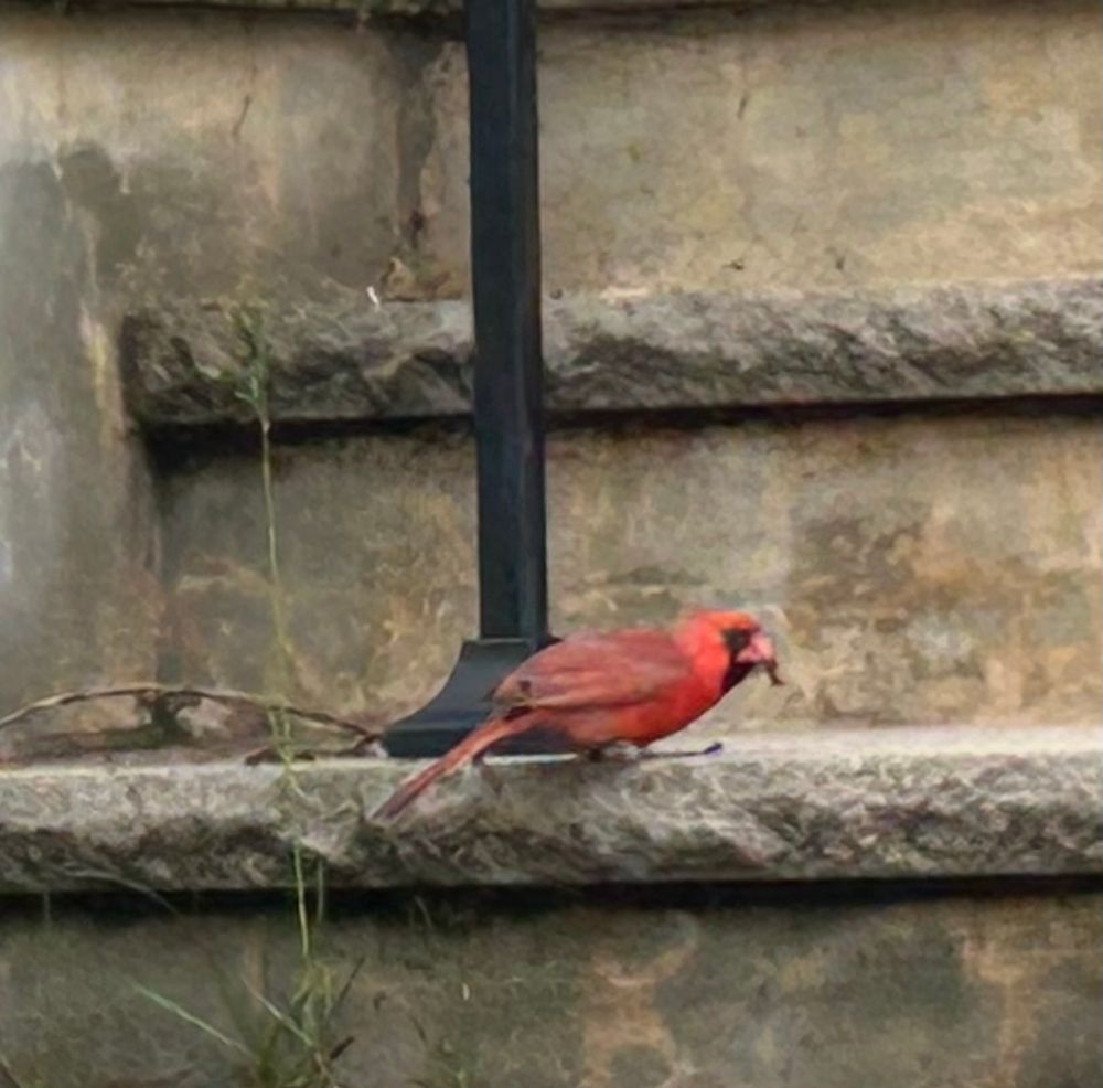 A Northern cardinal sits on a cement stair step.
