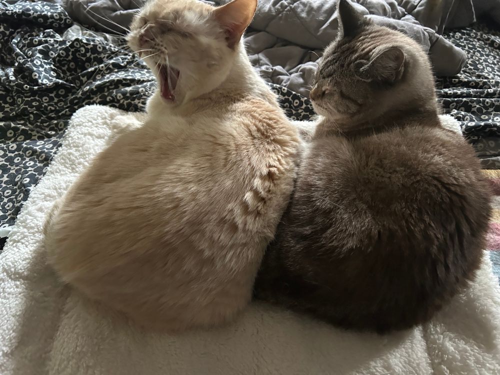 Two cats, a flamepoint and a lynxpoint, pose together on a mat that's on a bed. The flamepoint is yawning.