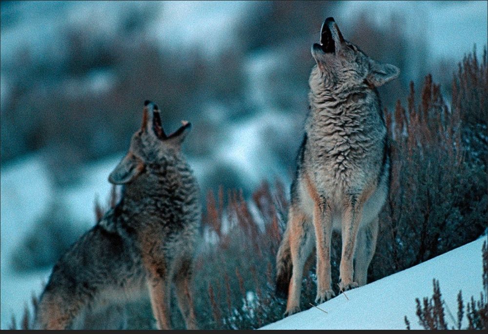 Coyotes howling in a snowy landscape.