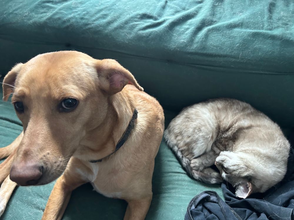 A tan dog looks at the camera suspiciously. A gray-brown striped cat sleeps next to her.