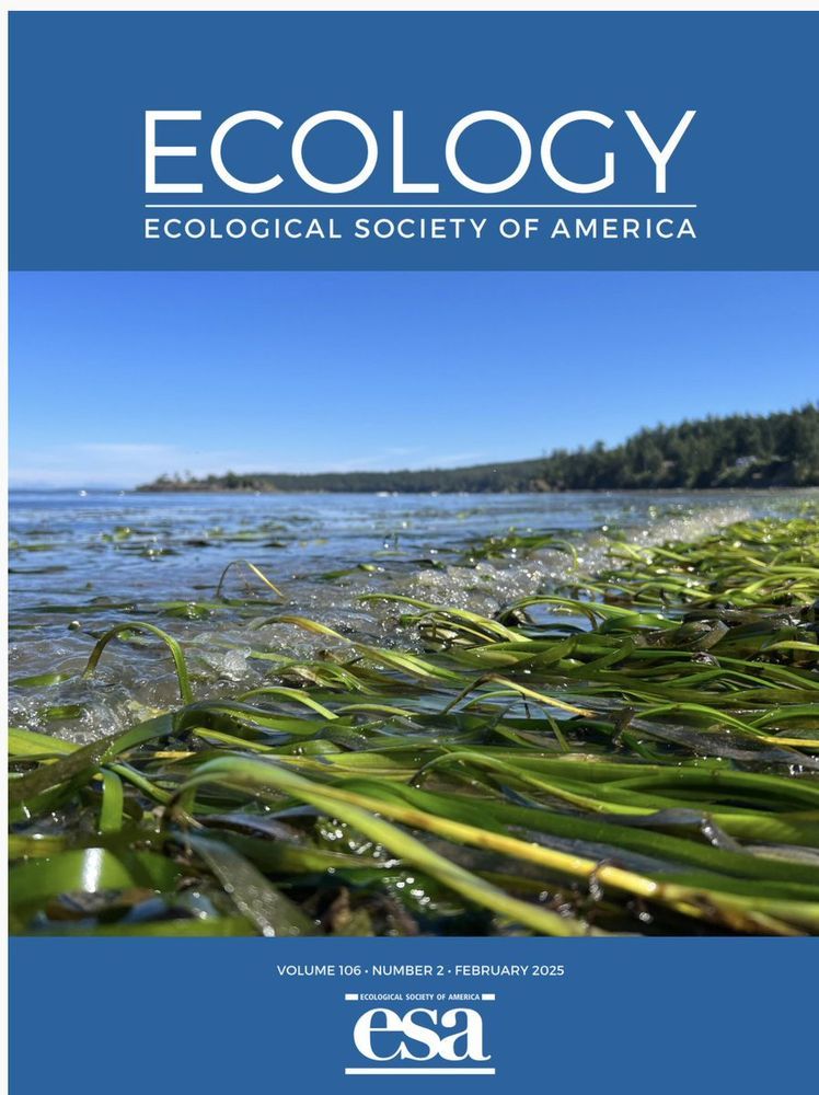 Cover photo of Ecology that goes with Dr Olivia Graham article: Invertebrate Herbivores Influence Seagrass Wasting Disease Dynamics
that describes key lab experiments showing how herbivore grazing creates open wounds that facilitate Labyrinthula zosterae infections