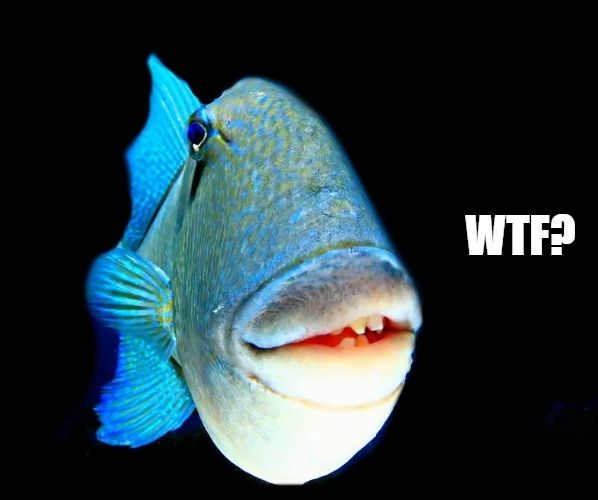 Ein großer blauer Fisch mit großen Zähnen an der Front seines Mauls (sieht aus wie menschliche Zähne) blickt Richtung Kamera. Daneben steht "WTF?" 