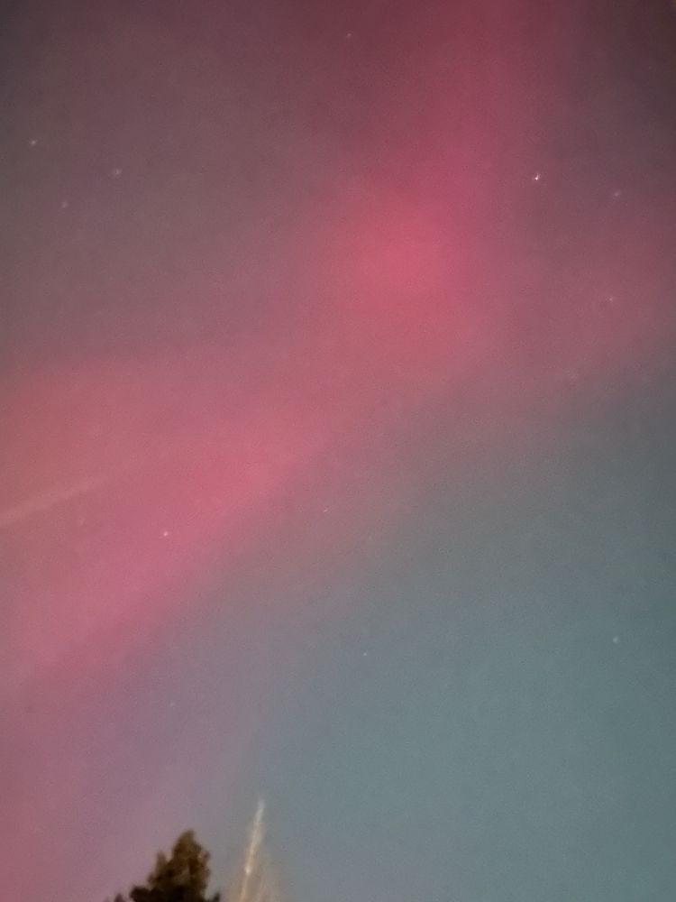 A pink aurora over the top of a pine tree