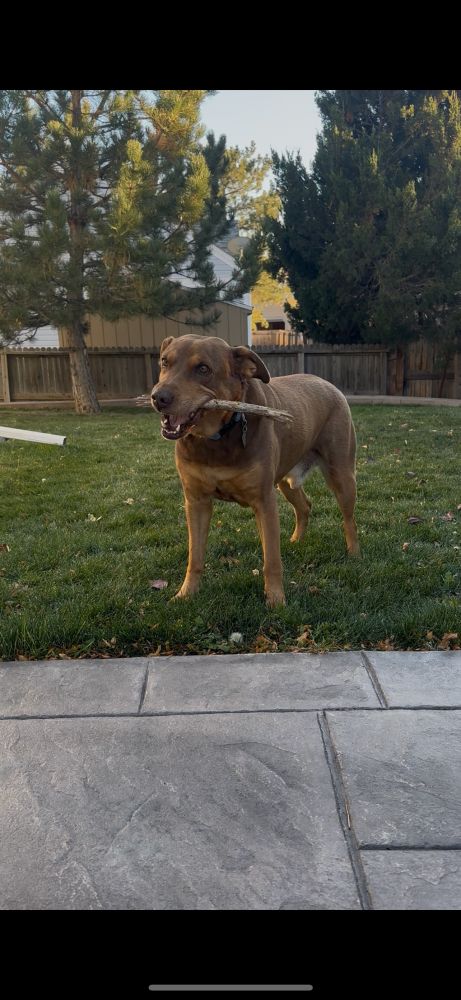 A brown and tan dog standing in grass with a stick in his mouth
