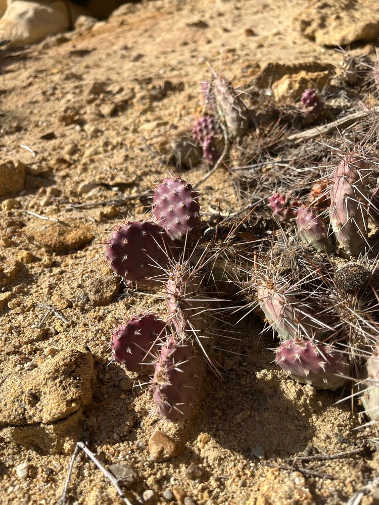 A purple cactus 