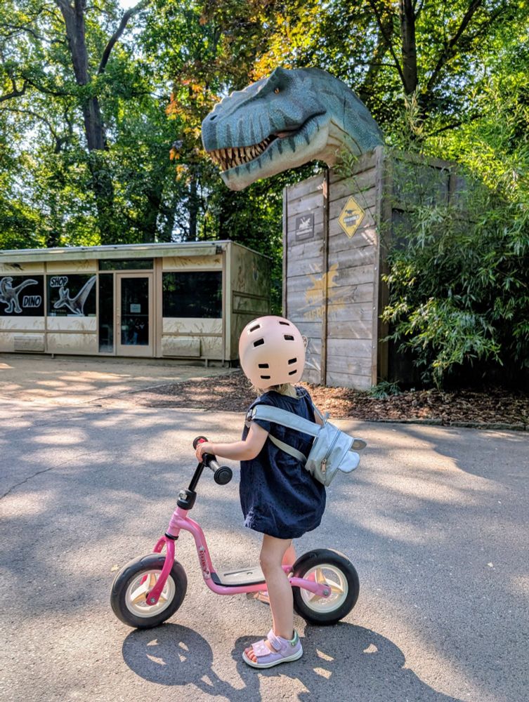 A small child on a balance bike looking at a life size T Rex peering out from a box