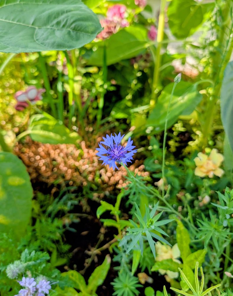 A cornflower in a green garden patch