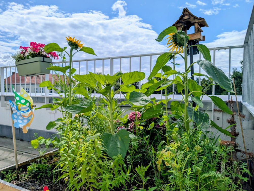 Chaos garden: summer