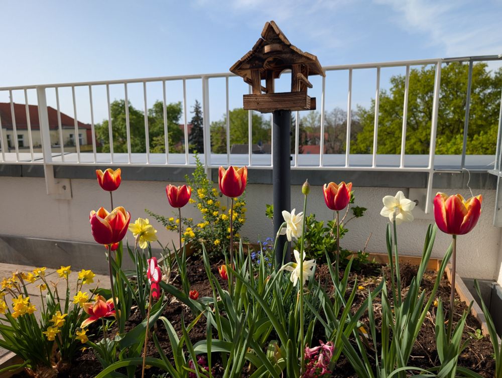 Chaos garden: spring