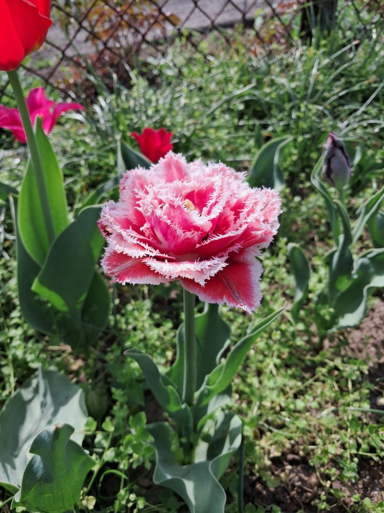 A gorgeous pink tulip with serrated white petal edges.