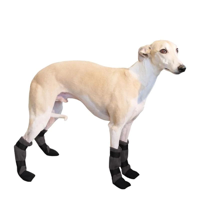 a very nervous looking whippet wears some socks 