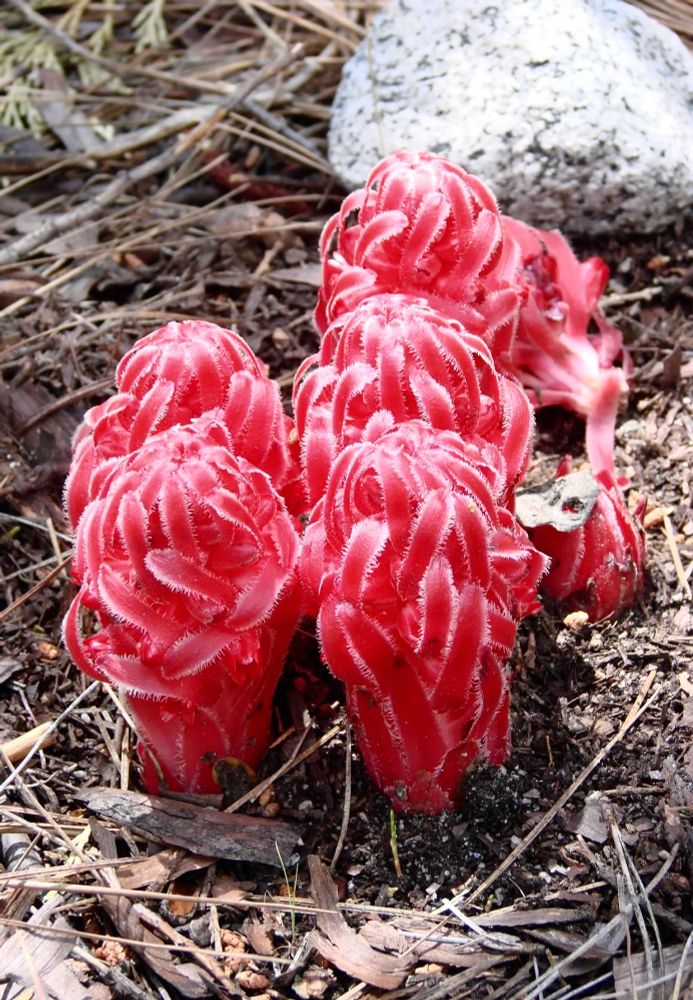 A photo of a small patch of snow plants, which are light red in color and have interesting wide petals that twist up from the ground. Plants are in pine needles, gray rock in background.
