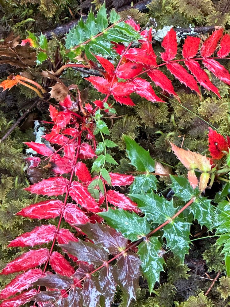 A photo of green leaves and red leaves from a viney plant on the forest floor.
