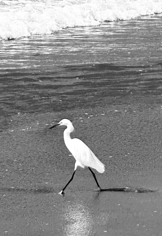 B/W photo of egret walking on the beach, heading for the water. Breaking waves in the background.