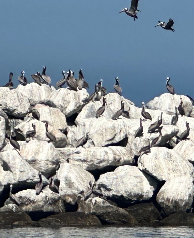 Photo of a large rocky breakwater with pelicans sitting on top and a couple in flight, against a cloudless, blue sky.
