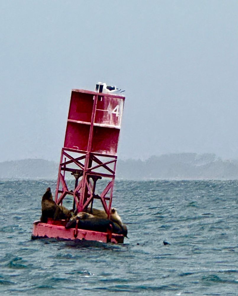 Photo of a tall, red buoy bobbing on the ocean. A few brown sea lions are sitting on the base of the buoy. A grey and white seagull sits on top, with evidence of white bird poop discoloring the top part of the buoy. A faded mountain range in the background and cloudless blue sky.