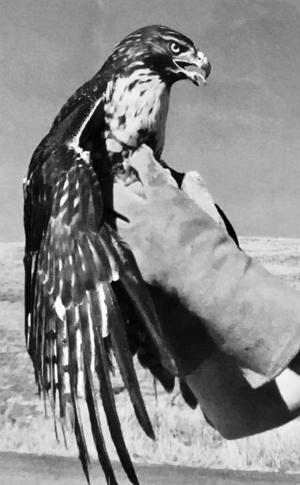 b/w photo of gloved hands holding a hawk by the talons...ready to release in nature.