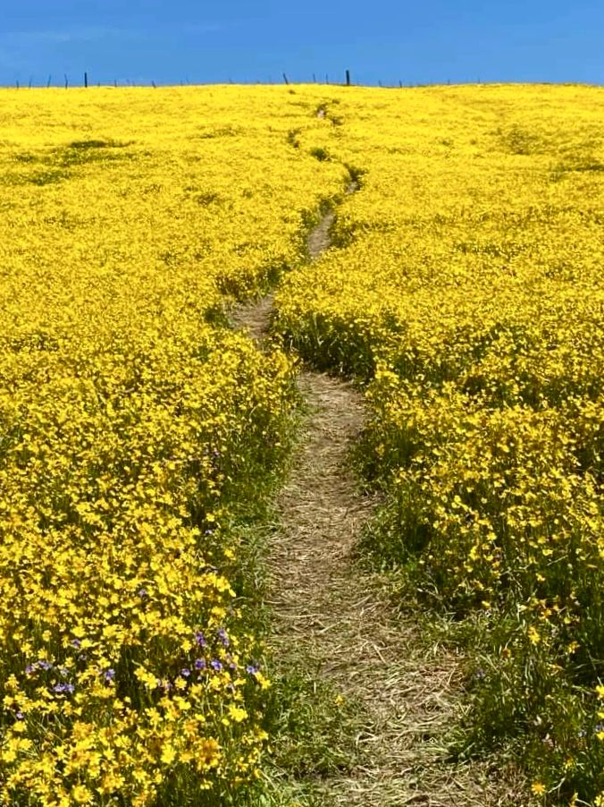 Photo looking up a hillside of yellow flowers with a single, windy, narrow path in center of frame, leading to top of hill. Brilliant blue, cloudless sky.