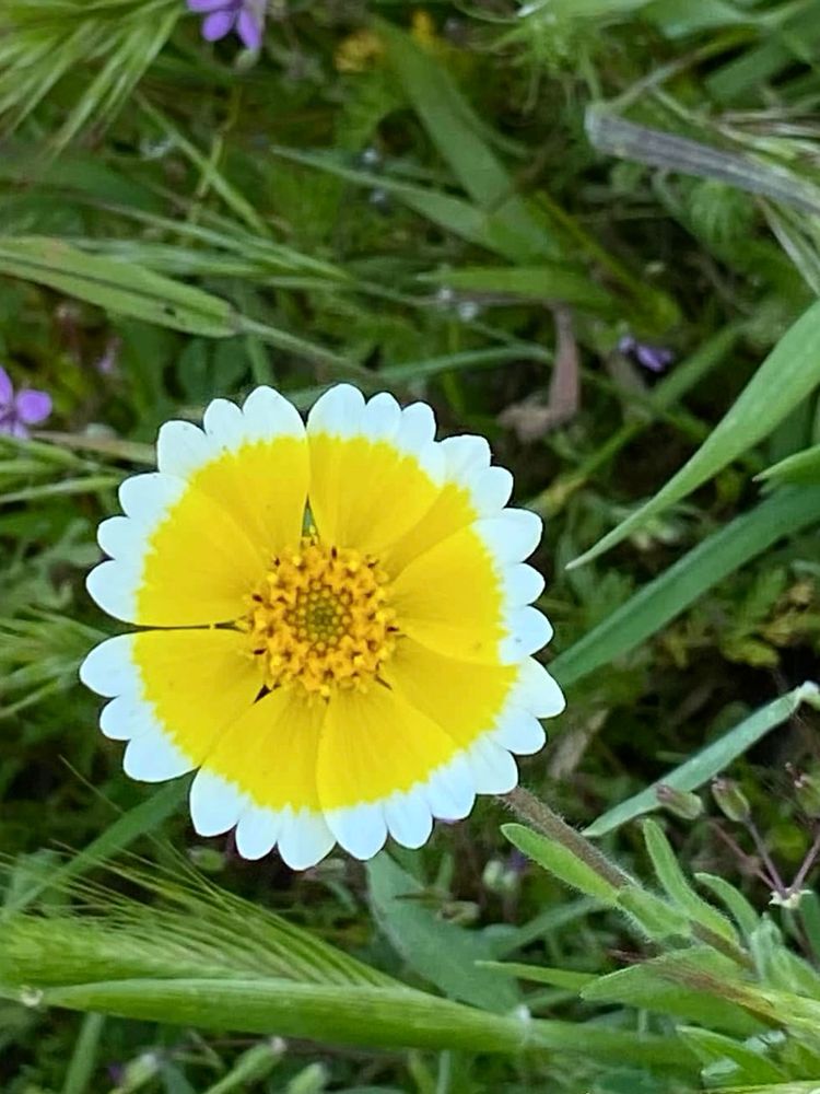Photo of a single flower sitting amongst the green grass. Flower petals are yellow, starting with a center of a bit deeper yellow...tips are scalloped edges of white.
