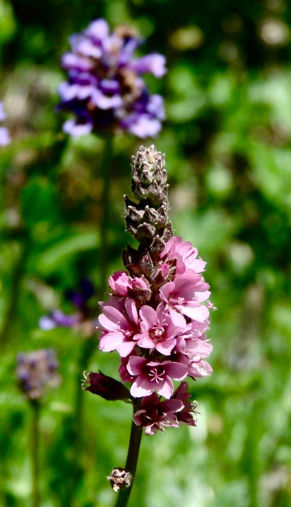 A photo of little pink petals making up a flower stock, with blurred purple (flowers) and blurred greenery in the background.