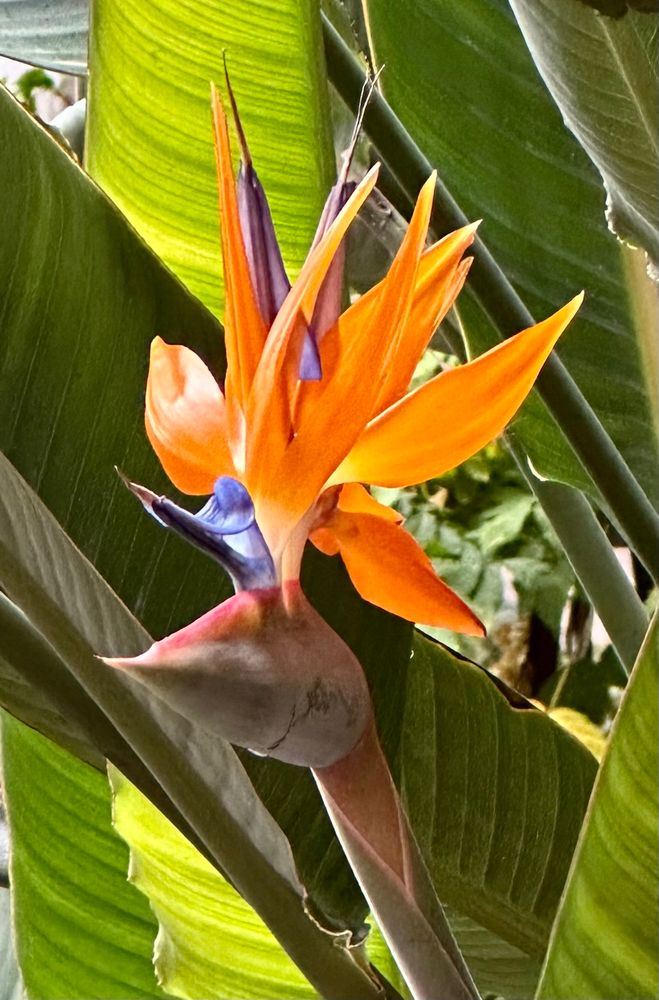 Photo of the orange blossoms of a Bird of Paradise with a backdrop of its large green leaves.