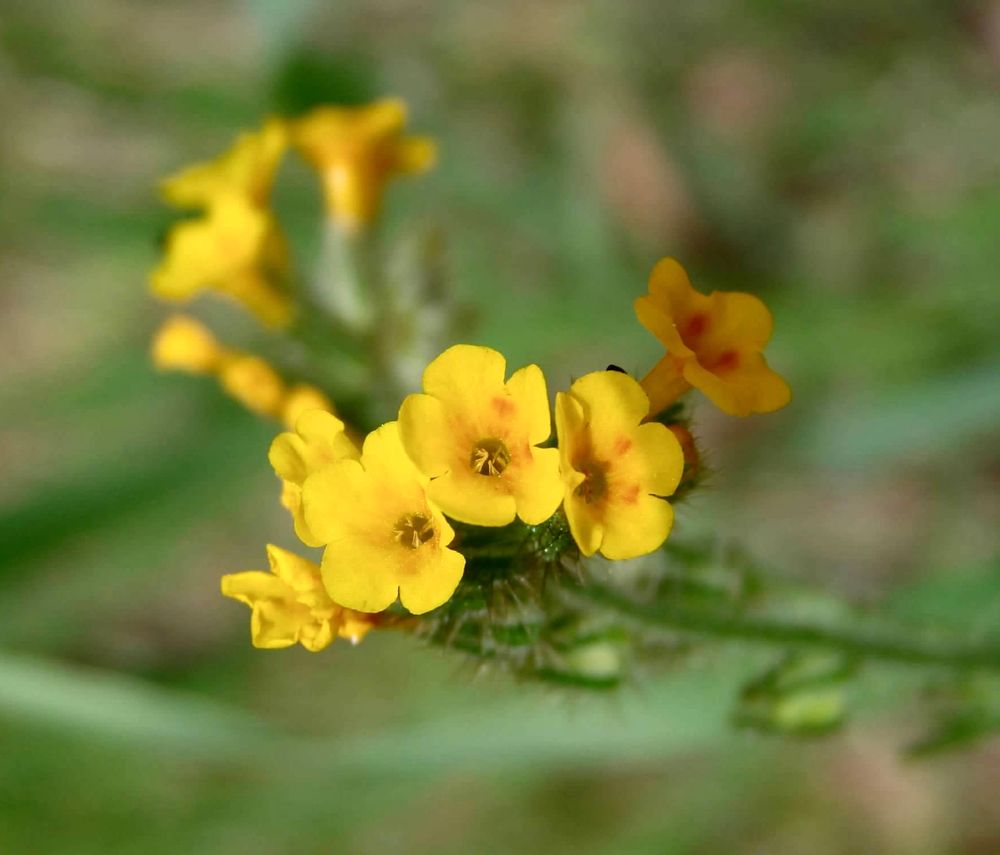 Close up photo of small yellow flowers at the end of a stem of green, with a blurred background of green. The center of the five petal flower is dark brown with a tinge of light orange, bleeding into yellow.