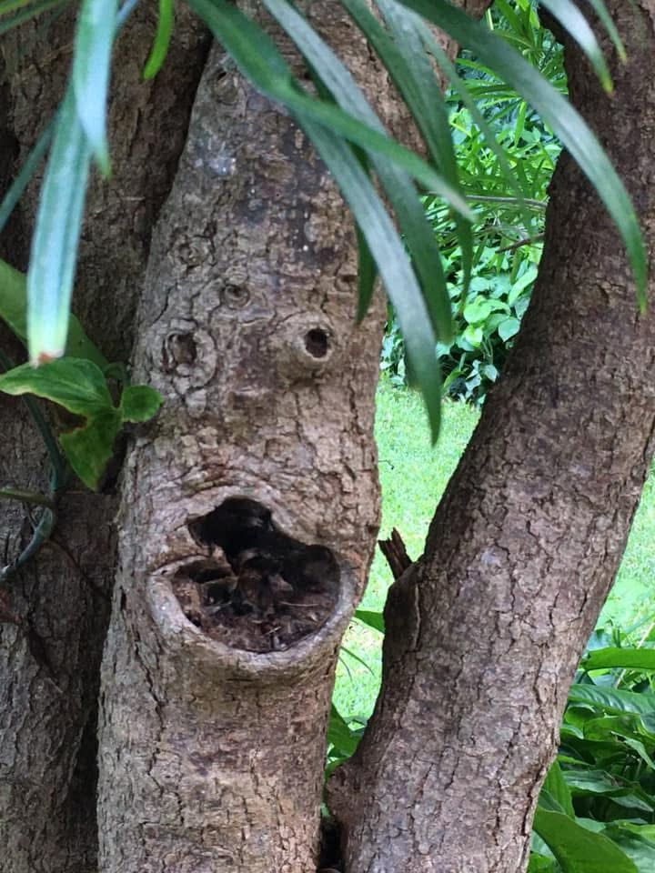 Photo of a multi trunked tree, with knots/burls in such a place on one trunk, creating two eyes and a wide open mouth. Green grass in background and a few leaves in foreground, from above.