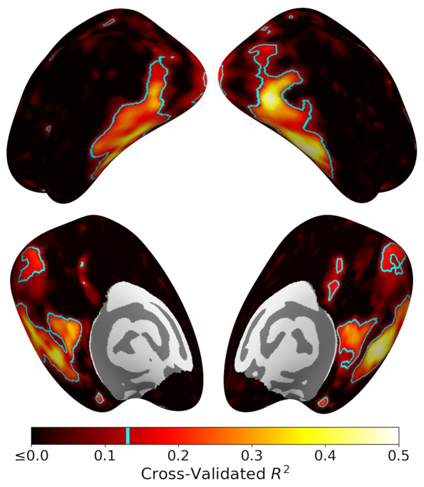 Prediction accuracies for objects held out from model fitting, plotted on cortical surface. High accuracies in ventral visual stream, lateral occipital cortex, and early visual regions.