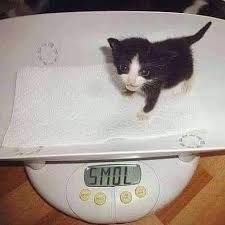 Photo showing small kitten on the scale. Instead of showing the weight, the scale's display has word SMOL on it.