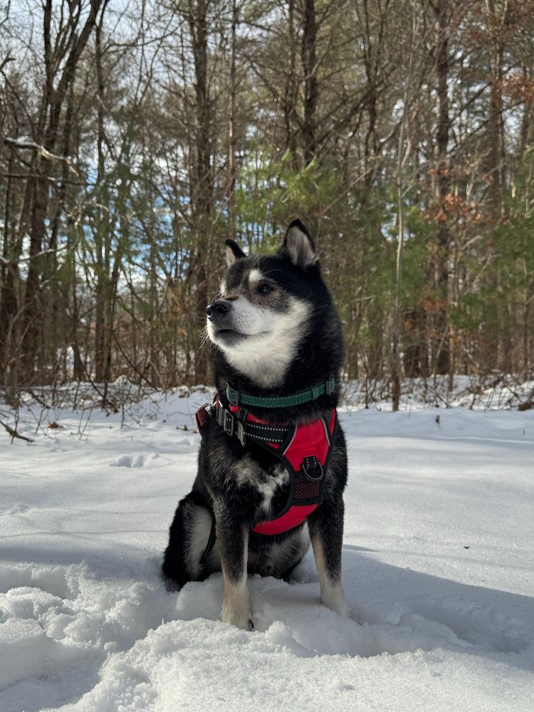 A black and tan Shiba Inu sitting in the snow, wearing a green collar and a red harness. He is looking to the left, almost wistfully. Behind him is a mix of sparse trees and full white pines.