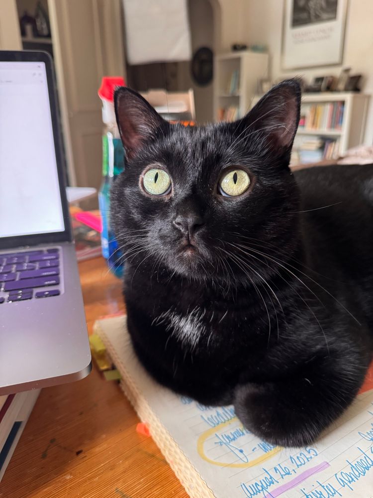 A black cat lying on an open journal beside an open laptop looking up with big green eyes. 