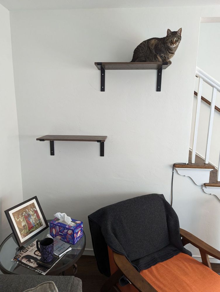 good cat sitting on a high up shelf