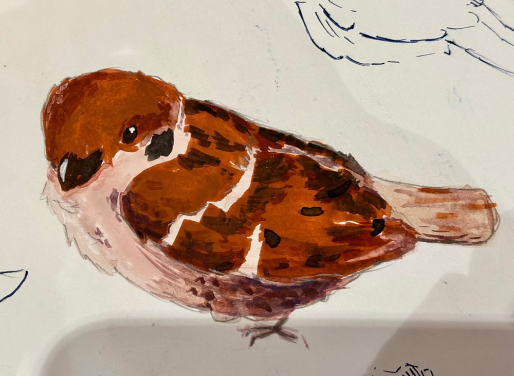 Gouache painting of a sparrow