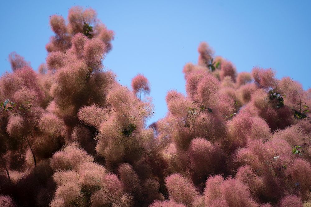 Smoke tree in summer.