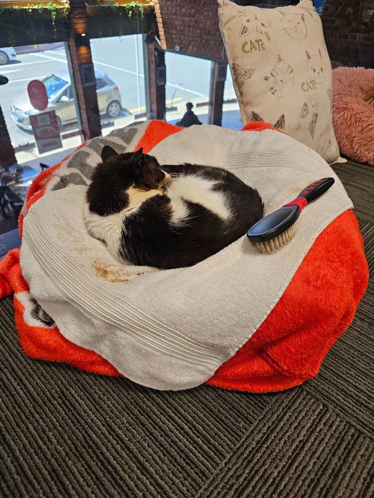 The long term resident cat Pippin. He was born with a disability that means he has to be hand fed. His coat is stained because he can't clean himself.