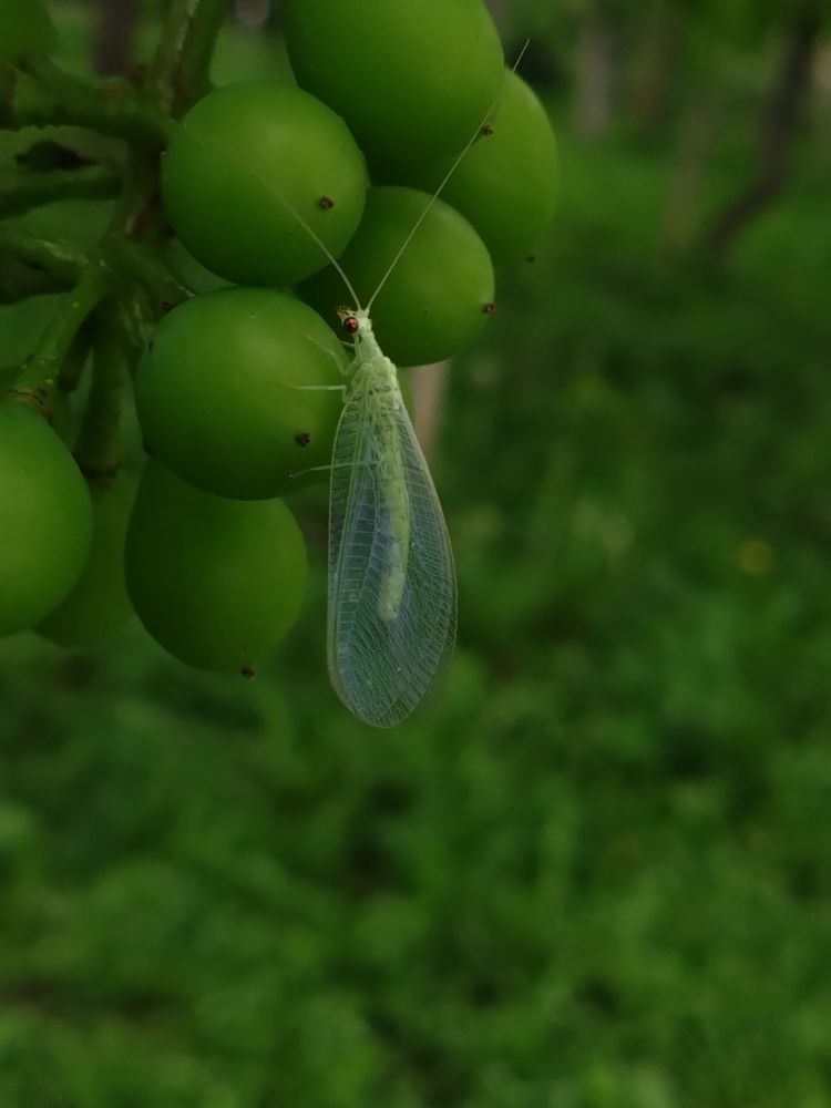 ブドウの房にとまるカゲロウ。目は赤く金属のように光っている